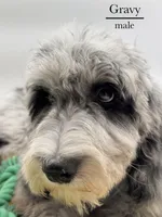 Gravy, a male Aussiedoodle and Bernedoodle for sale in Hickory, NC – 2 of 9