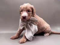 Boone, a male Aussiedoodle for sale in Hickory, NC – 4 of 7