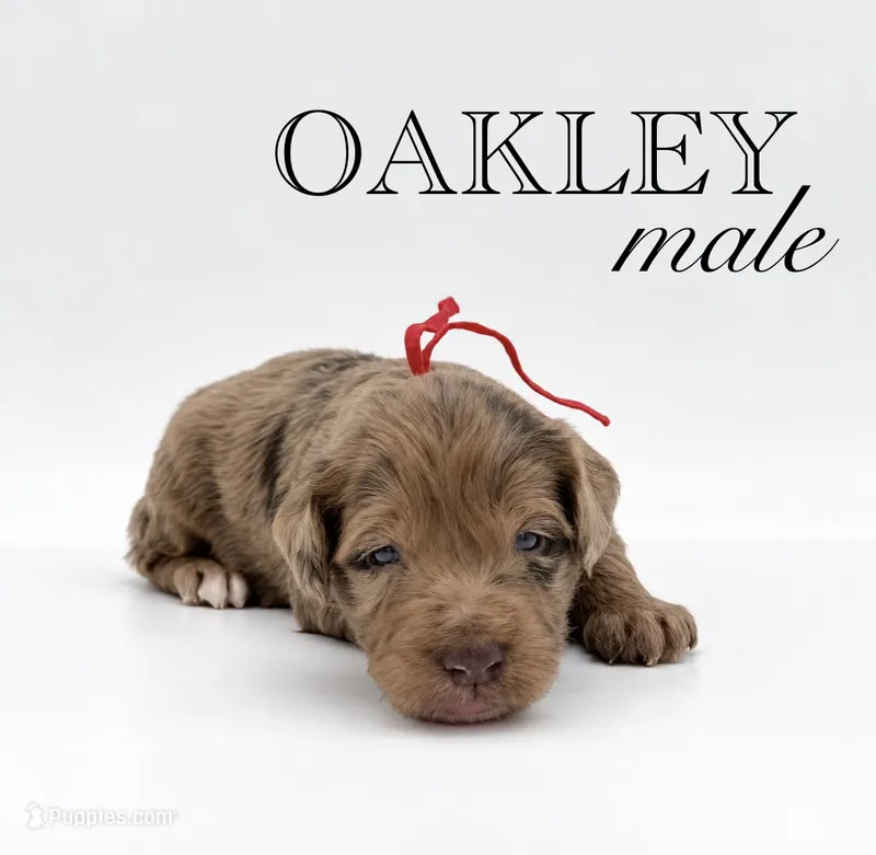Oakley – Aussiedoodle puppy for sale in Hickory, NC
