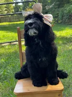 Fernie, a female Aussiedoodle and Bernedoodle for sale in Hickory, NC – 3 of 6