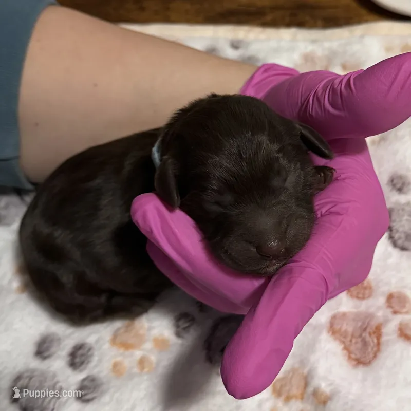 Colt – Aussiedoodle puppy for sale in Hickory, NC