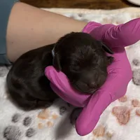 Colt, a male Aussiedoodle for sale in Hickory, NC – 1 of 2