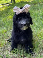 Fernie, a female Aussiedoodle and Bernedoodle for sale in Hickory, NC – 6 of 6