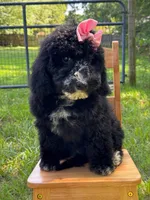 Muffin, a female Aussiedoodle and Bernedoodle for sale in Hickory, NC – 3 of 6