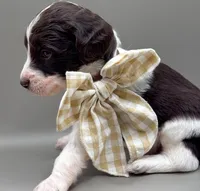 Maverick , a male Aussiedoodle for sale in Hickory, NC – 5 of 6