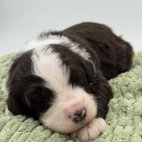 Snowball, a male Aussiedoodle and Bernedoodle for sale in Hickory, NC – Photo 1 of 3