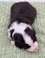 Snowball, a male Aussiedoodle and Bernedoodle for sale in Hickory, NC – Photo 3 of 3