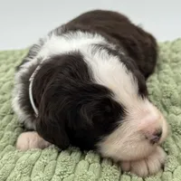 Snowball, a male Aussiedoodle and Bernedoodle for sale in Hickory, NC – Photo 2 of 3