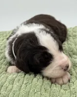 Snowball, a male Aussiedoodle and Bernedoodle for sale in Hickory, NC – Photo 2 of 3