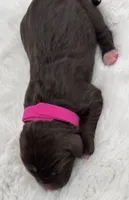 Georgia, a female Bernedoodle for sale in Hickory, NC – 2 of 6