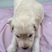 Ireland, a female Aussiedoodle for sale in Hickory, NC – Photo 3 of 3
