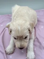 Ireland, a female Aussiedoodle for sale in Hickory, NC – Photo 3 of 3