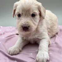 Ireland, a female Aussiedoodle for sale in Hickory, NC – Photo 2 of 3