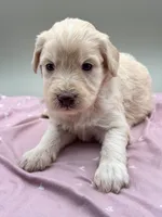 Ireland, a female Aussiedoodle for sale in Hickory, NC – Photo 2 of 3