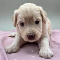 Ireland, a female Aussiedoodle for sale in Hickory, NC – Photo 1 of 3