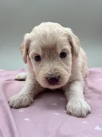 Ireland, a female Aussiedoodle for sale in Hickory, NC – Photo 1 of 3