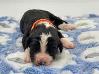 Oreo, a female Bernedoodle for sale in Hickory, NC – Photo 1 of 3