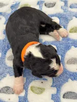 Oreo, a female Bernedoodle for sale in Hickory, NC – Photo 2 of 3