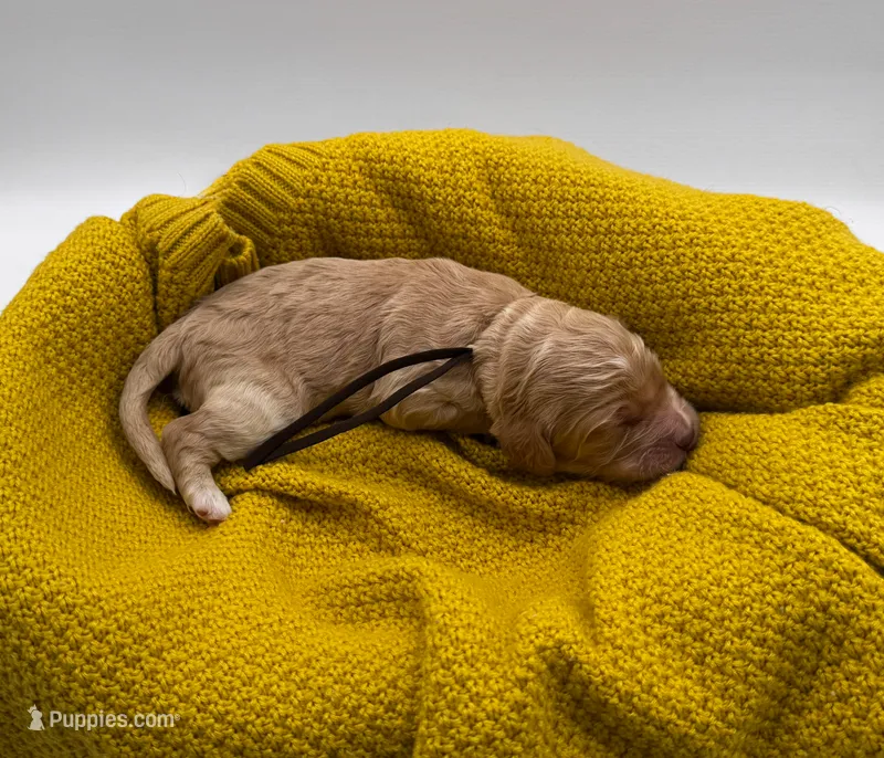 Jasper – Cockapoo puppy for sale in Hickory, NC