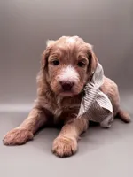 Boone, a male Aussiedoodle for sale in Hickory, NC – 6 of 7