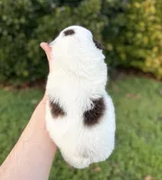 Rain, a male Aussiedoodle and Bernedoodle for sale in Hickory, NC – Photo 3 of 3