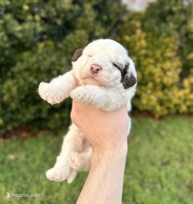Rain – Aussiedoodle, Bernedoodle puppy for sale in Hickory, NC