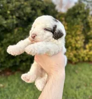 Rain, a male Aussiedoodle and Bernedoodle for sale in Hickory, NC – Photo 2 of 3