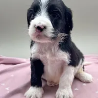 Adler, a male Cockapoo for sale in Hickory, NC – Photo 1 of 3