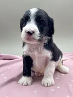 Adler, a male Cockapoo for sale in Hickory, NC – Photo 1 of 3