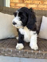 Alder, a male Cockapoo for sale in Hickory, NC – Photo 2 of 4