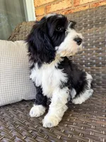 Alder, a male Cockapoo for sale in Hickory, NC – Photo 3 of 4