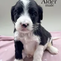 Adler, a male Cockapoo for sale in Hickory, NC – Photo 2 of 3