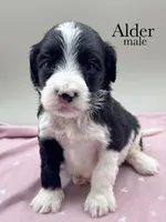 Adler, a male Cockapoo for sale in Hickory, NC – Photo 2 of 3