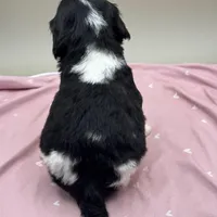 Adler, a male Cockapoo for sale in Hickory, NC – Photo 3 of 3