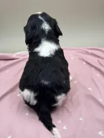 Adler, a male Cockapoo for sale in Hickory, NC – Photo 3 of 3