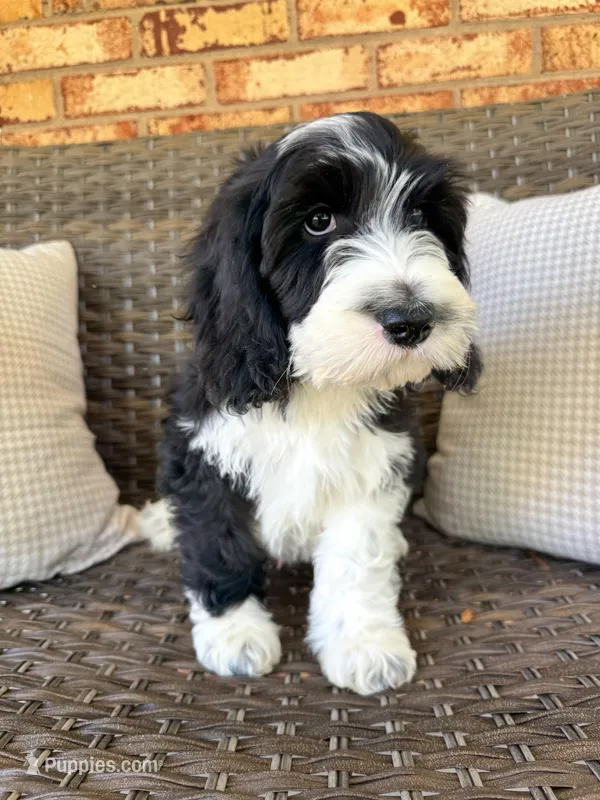 Adler – Cockapoo puppy for sale in Hickory, NC