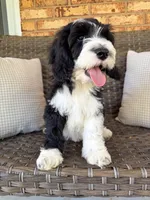 Alder, a male Cockapoo for sale in Hickory, NC – Photo 4 of 4