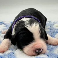 Magpie, a female Bernedoodle for sale in Hickory, NC – Photo 1 of 3