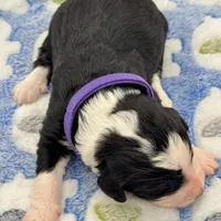 Magpie, a female Bernedoodle for sale in Hickory, NC – Photo 3 of 3
