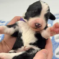 Magpie, a female Bernedoodle for sale in Hickory, NC – Photo 2 of 3