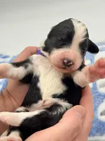 Magpie, a female Bernedoodle for sale in Hickory, NC – Photo 2 of 3