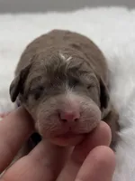 Dixie, a female Bernedoodle for sale in Hickory, NC – 1 of 5