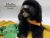 Muffin, a female Aussiedoodle and Bernedoodle for sale in Hickory, NC – 3 of 10