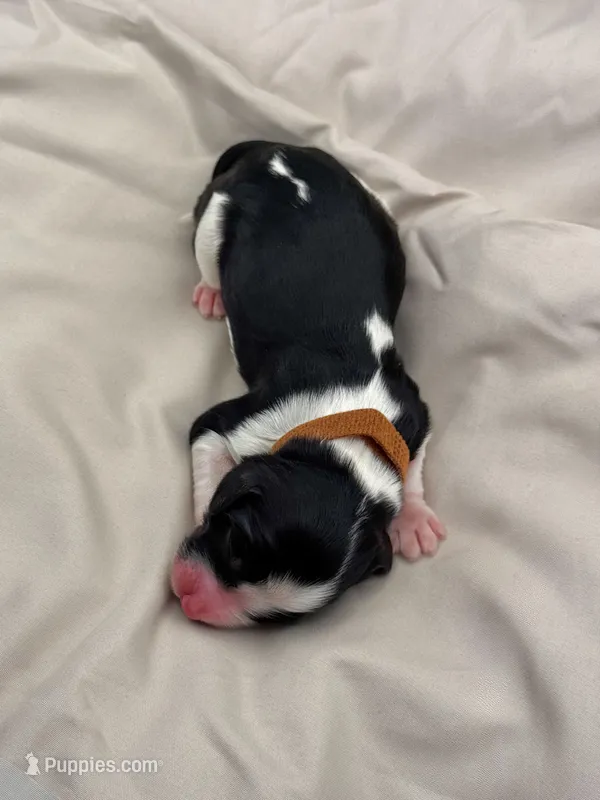 Poppy – Cockapoo puppy for sale in Hickory, NC