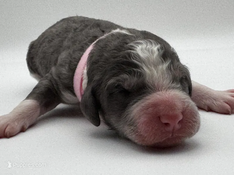 Carolina – Bernedoodle puppy for sale in Hickory, NC
