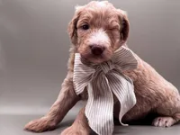 Boone, a male Aussiedoodle for sale in Hickory, NC – 7 of 7