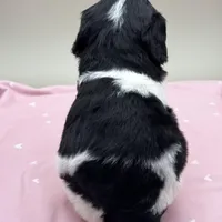 Lotus, a male Cockapoo for sale in Hickory, NC – Photo 3 of 3