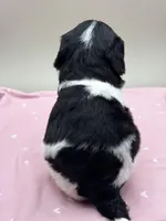 Lotus, a male Cockapoo for sale in Hickory, NC – Photo 3 of 3