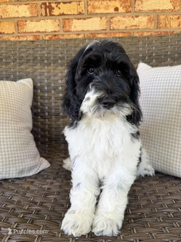 Lotus – Cockapoo puppy for sale in Hickory, NC