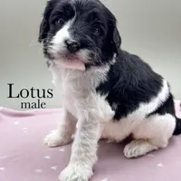 Lotus, a male Cockapoo for sale in Hickory, NC – Photo 1 of 3